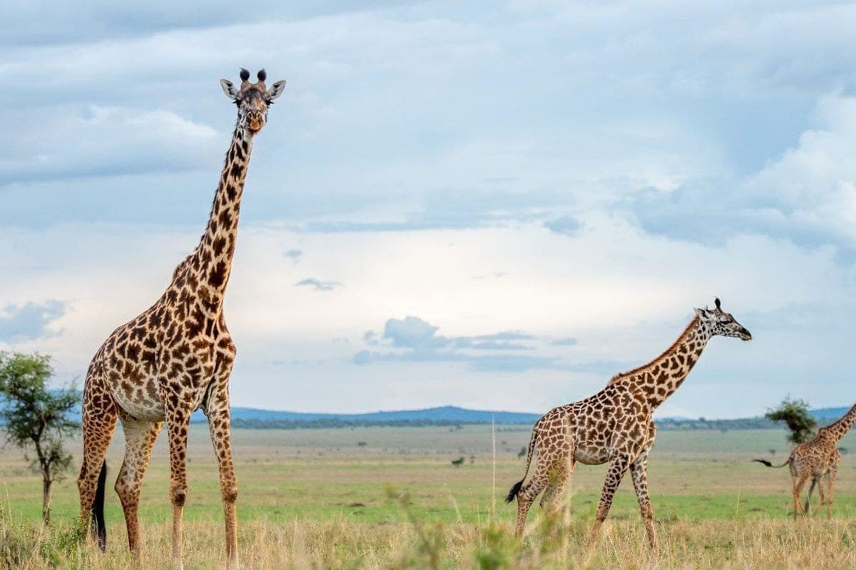 ser-singita-g-luxury-tanzania-safaris-qky8k5jmus77rsely9n3orf6qzrsv8j07eikem8l6o