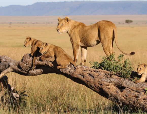 3 Days Samburu National Reserve