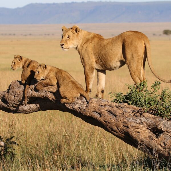 03 Days Samburu National Reserve - SOA001