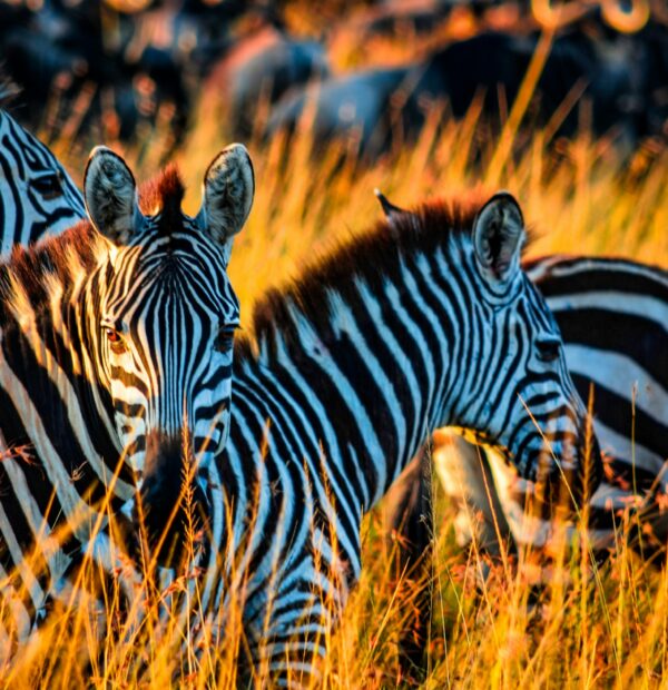 Partner Spotlight: Community Conservancies in Kenya