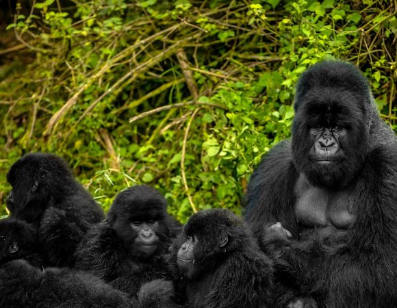 03 Days Rwanda Gorilla Safari - SOA024