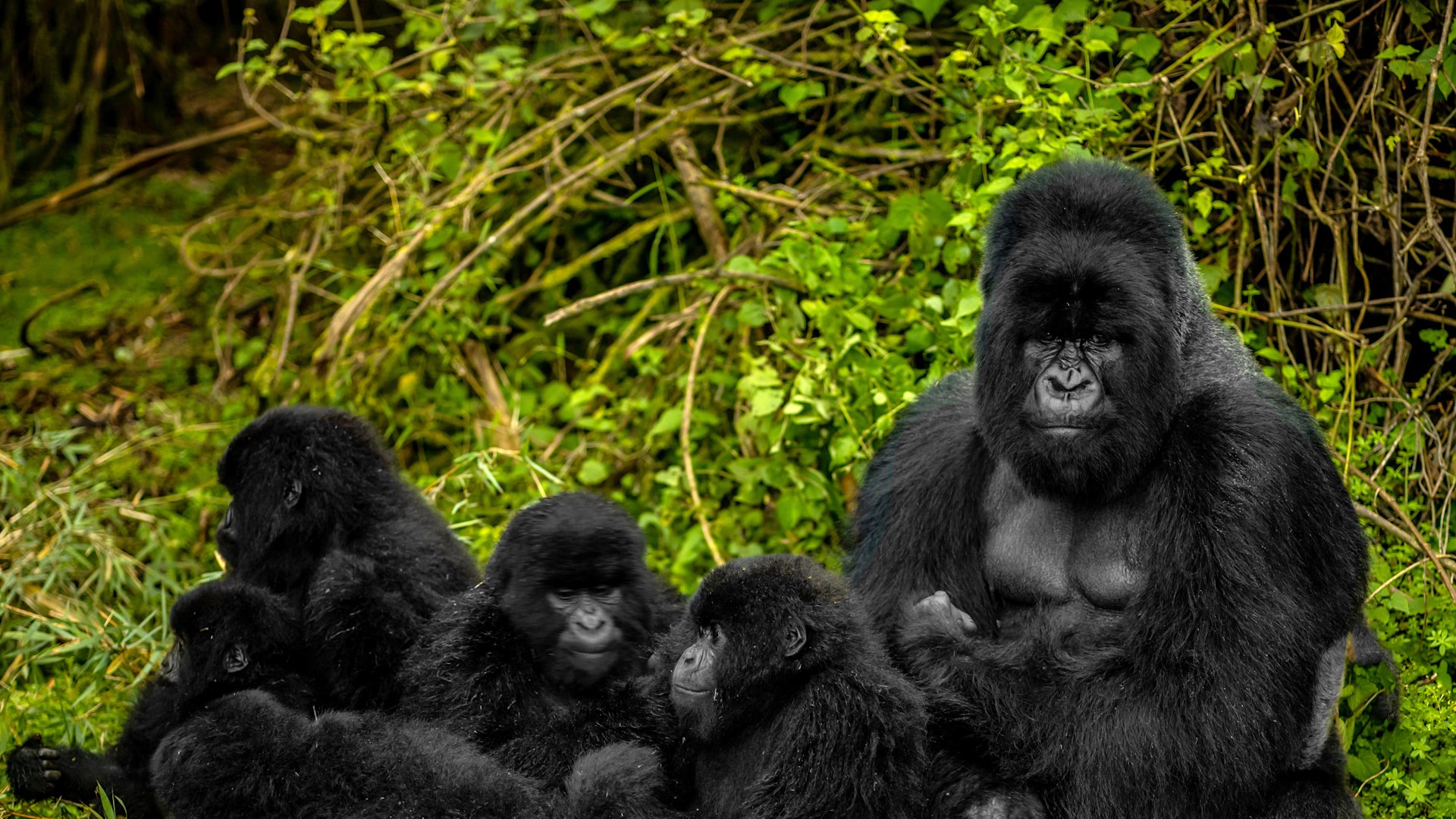 03 Days Rwanda Gorilla Safari - SOA024