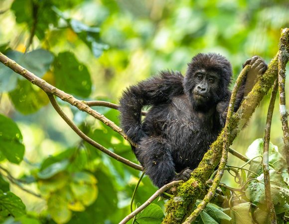 03 Days Bwindi Gorilla Trekking Tour – SOA019