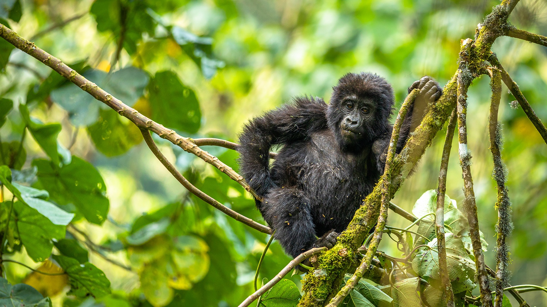 03 Days Bwindi Gorilla Trekking Tour – SOA019