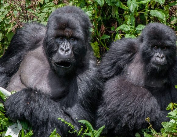 12 Days Best Of Uganda Game & Primates’ Safari – S0A022