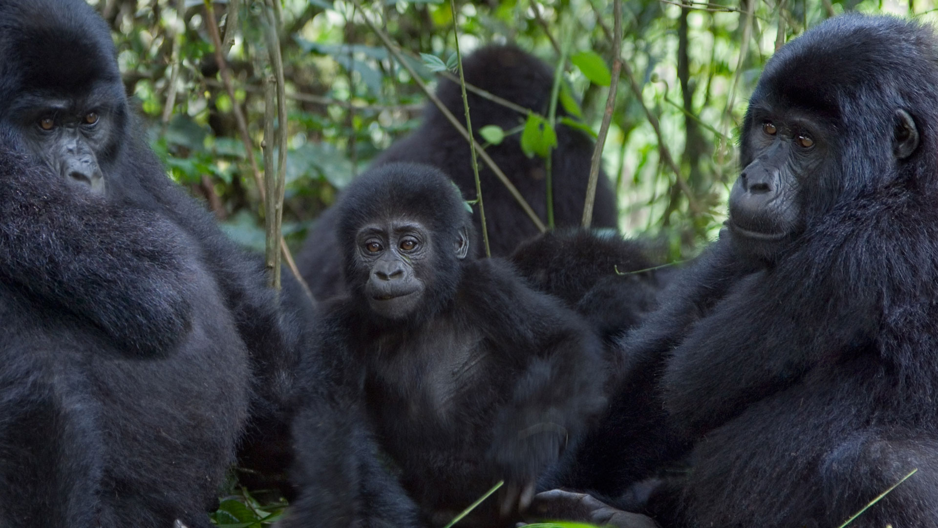 03 Days Chimpanzee Tracking To Kibale NP-Uganda – SOA020