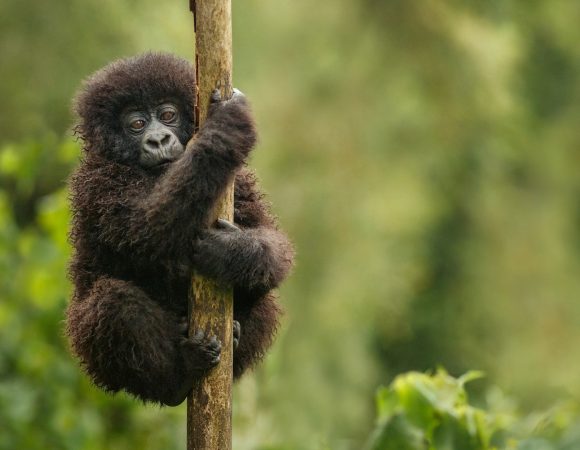 04 Days Chimpanzee Trekking in Nyungwe – SOA025