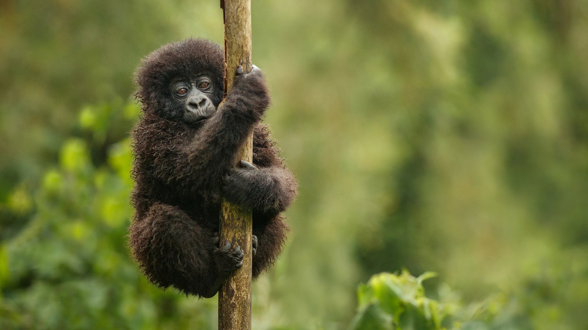 04 Days Chimpanzee Trekking in Nyungwe – SOA025