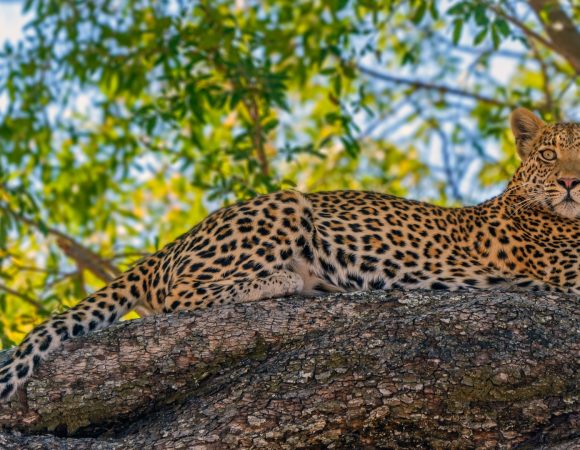 12 Days Definitive Machaba Botswana Trip