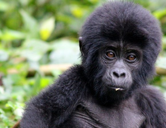 10 Days Uganda & Rwanda Safari Adventure – SOA028