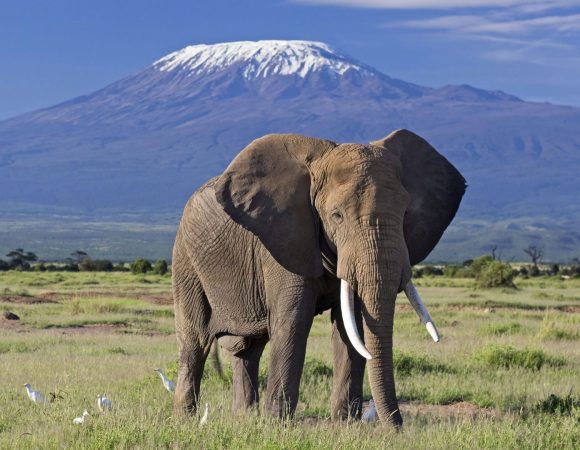 08 Days Best of Kenyan Safari - SOA010